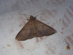 Hypospila bolinoides