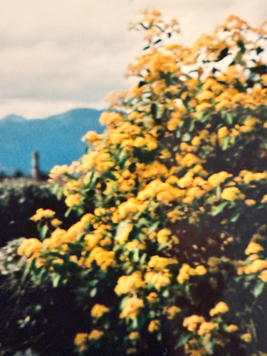 Kumarahou (Pomaderris kumeraho)