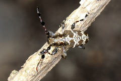 Tetrasarus formosus