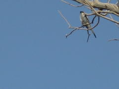 Lanius excubitor algeriensis