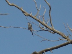 Lanius excubitor algeriensis