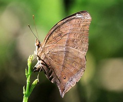 Doleschallia polibete