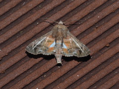 Penicillaria maculata