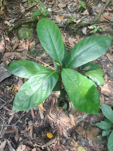 Ficus fistulosa (Ficus fistulosa)