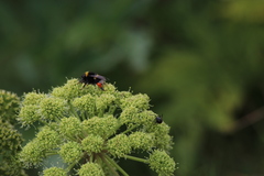 Angelica archangelica