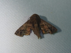 Penicillaria maculata