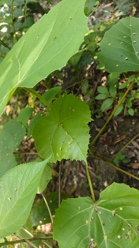 Macaranga gigantea, photograph 5