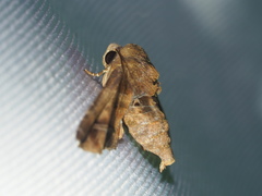 Penicillaria maculata