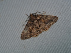 Alcis taiwanovariegata