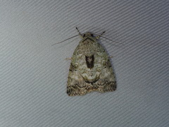 Blenina quinaria
