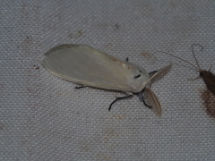 Sphrageidus virguncula