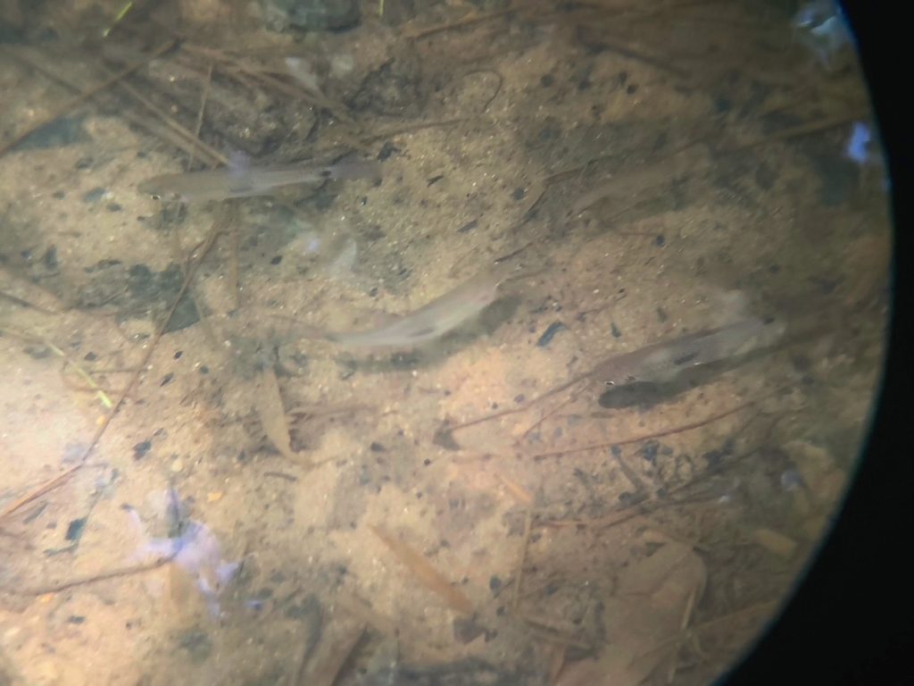 Twospot Rasbora (Rasbora elegans)