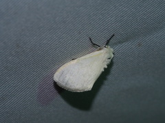 Sphrageidus virguncula