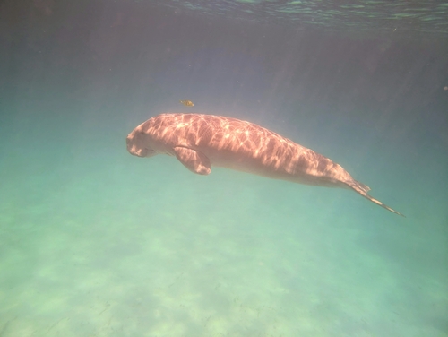 Gnathanodon speciosus