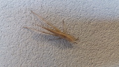 Euconocephalus nasutus