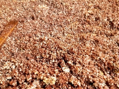 Eleusine coracana
