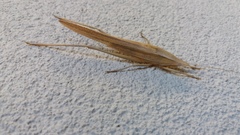 Euconocephalus nasutus