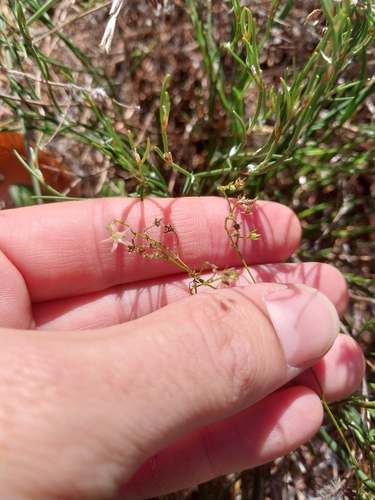 West Coast Capebell (Wahlenbergia adpressa)