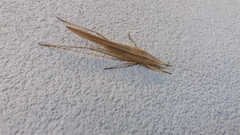 Euconocephalus nasutus