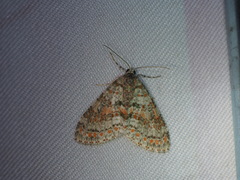 Trichopterigia sanguinipunctata