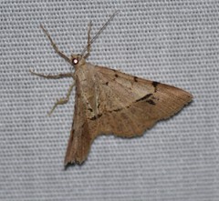 Frederickia flaviterminata