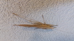 Euconocephalus nasutus