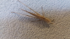 Euconocephalus nasutus