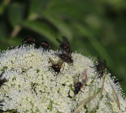 Thricops longipes