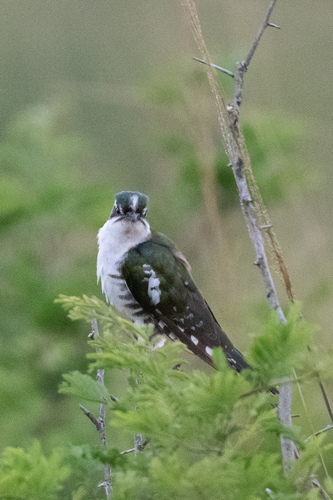 Diederik Cuckoo