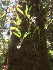 Masdevallia rafaeliana