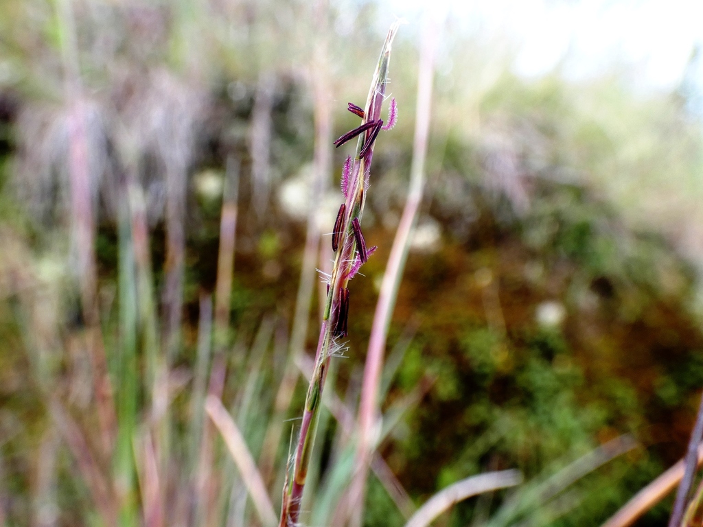 Schizachyrium sanguineum; photograph (c) Jean Capcha Ramos, some rights reserved (CC BY)