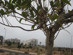 Theba pisana