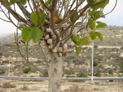 Theba pisana