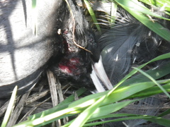 Fulica americana americana