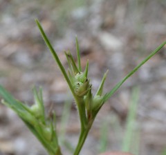 Scleria mackaviensis