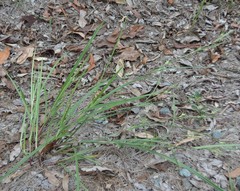 Scleria mackaviensis