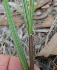 Scleria mackaviensis
