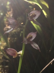 Masdevallia rafaeliana