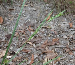Scleria mackaviensis