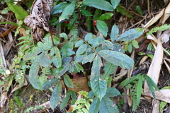 Meliosma rhoifolia