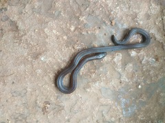 Anderson's Reed Snake photo 2