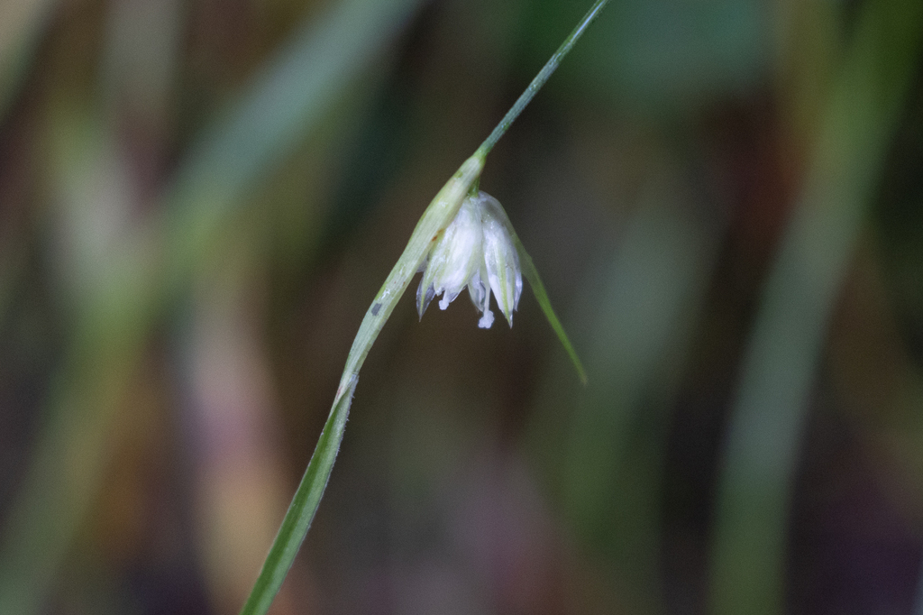 Juncus benghalensis