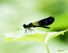Aristocypha quadrimaculata