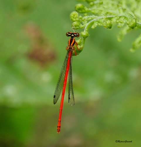 Photo of Scarlet Openwing (Calicnemia eximia)