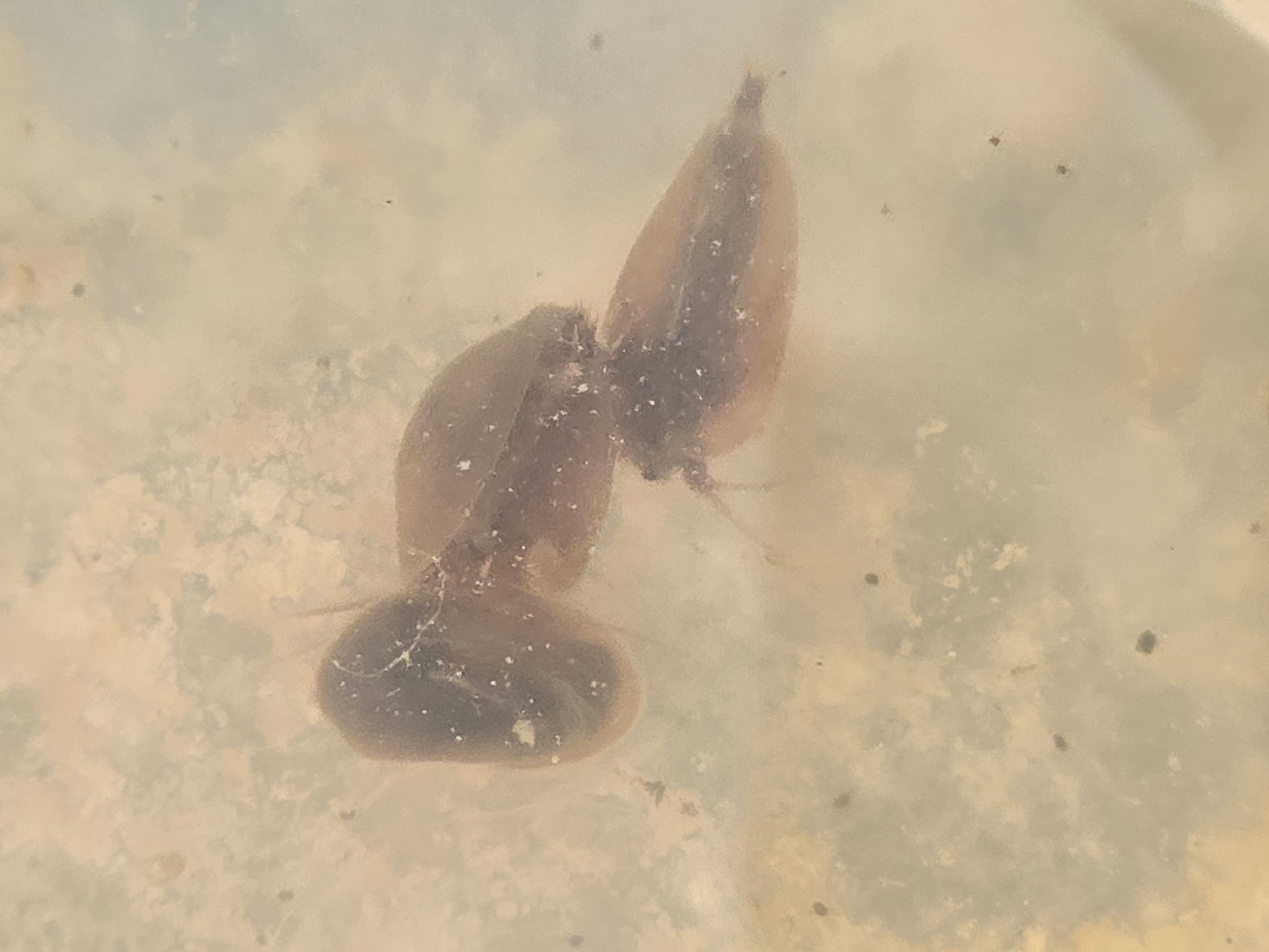 Cyzicus tetracerus (Krynicki, 1830)