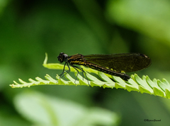 Aristocypha quadrimaculata