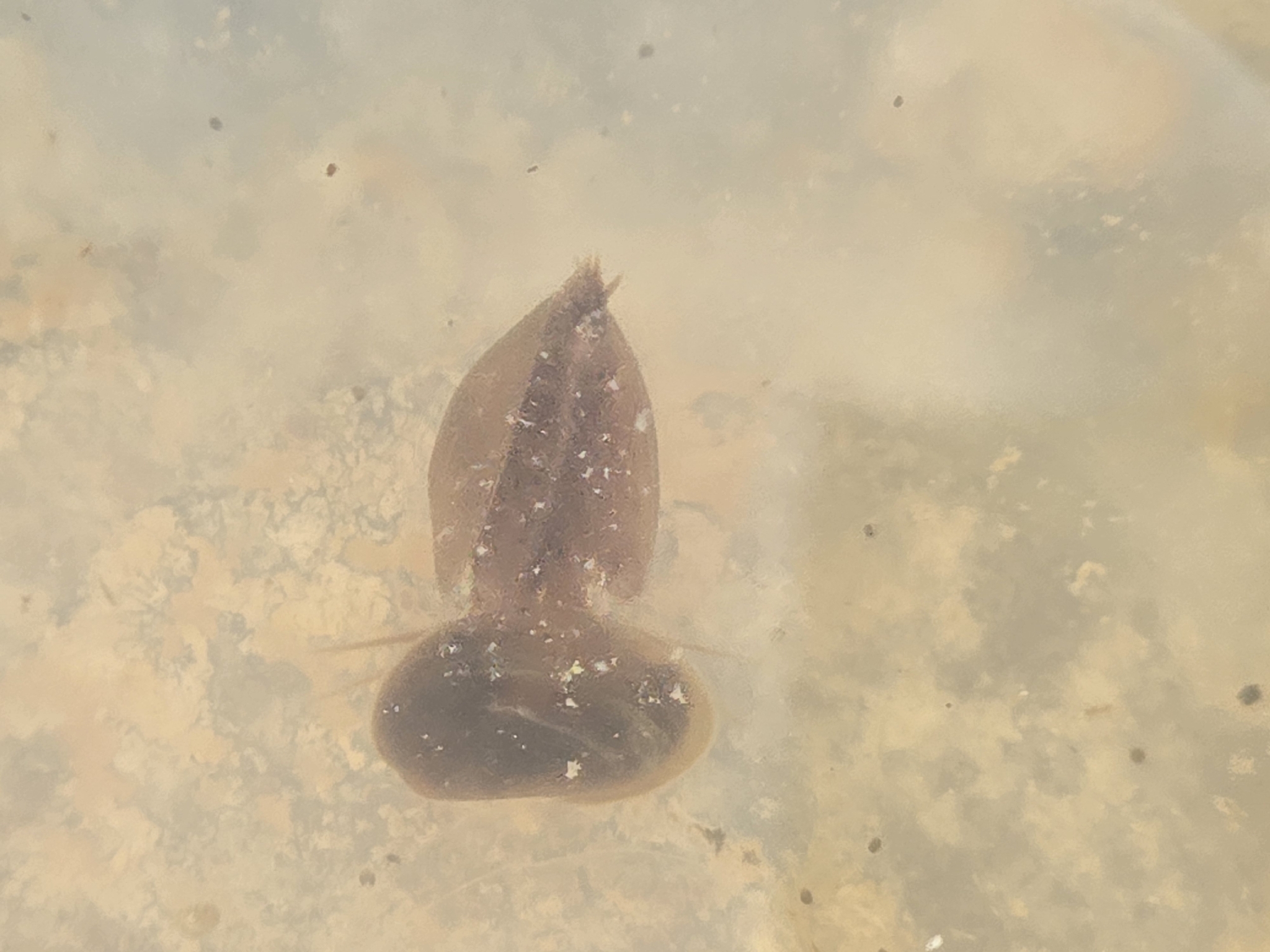 Cyzicus tetracerus (Krynicki, 1830)