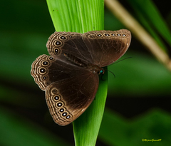 Ethope himachala