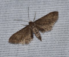 Protoproutia laredoata