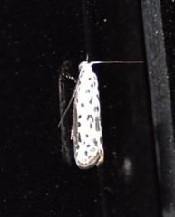 Ethmia bittenella